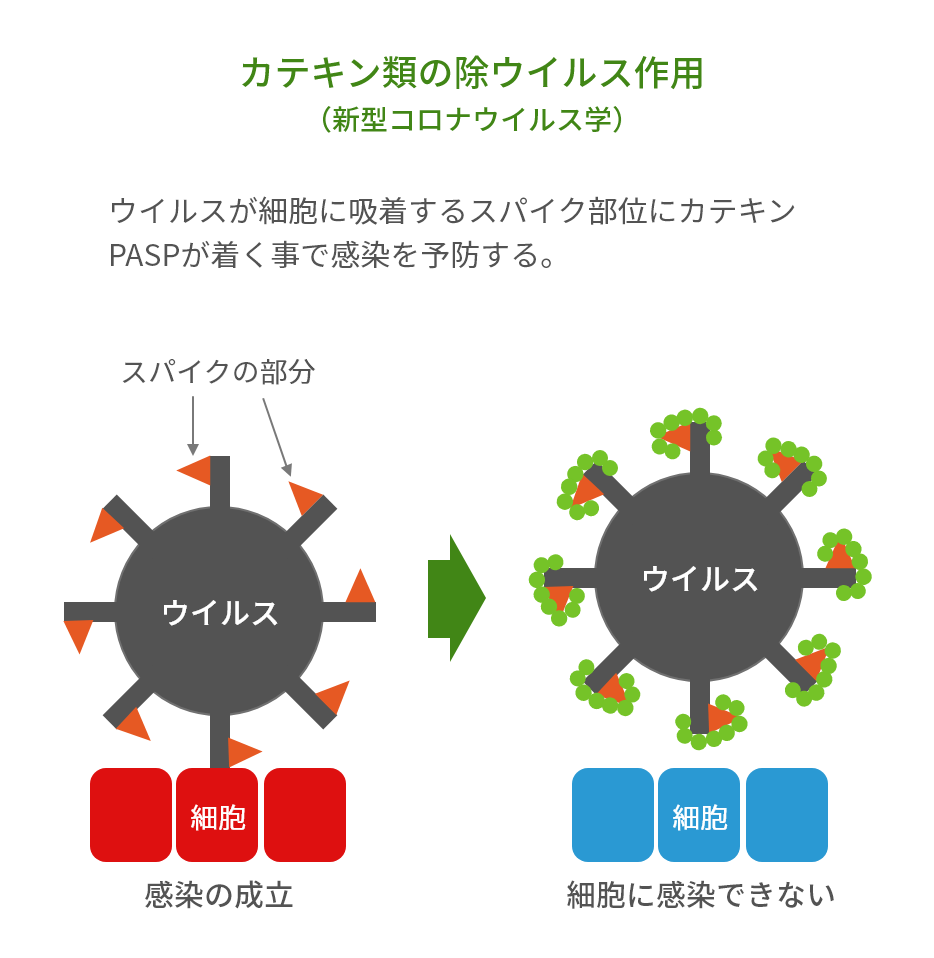 柿渋・カテキン類の抗ウイルス作用